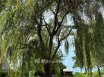 Eladó nyaraló Balatonfenyves