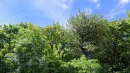 Eladó lakóövezeti telek Budakeszi