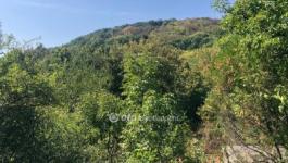 Eladó lakóövezeti telek Dunabogdány