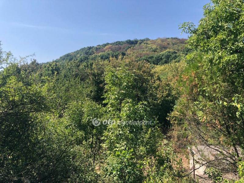 Eladó lakóövezeti telek Dunabogdány