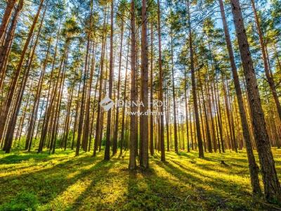 Eladó külterületi telek Gyömrő