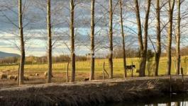 Eladó külterületi telek Őrbottyán