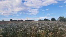 Eladó külterületi telek Pécel