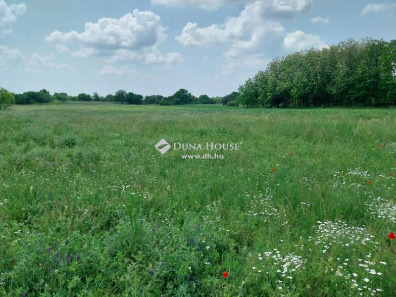 Eladó külterületi telek Monor