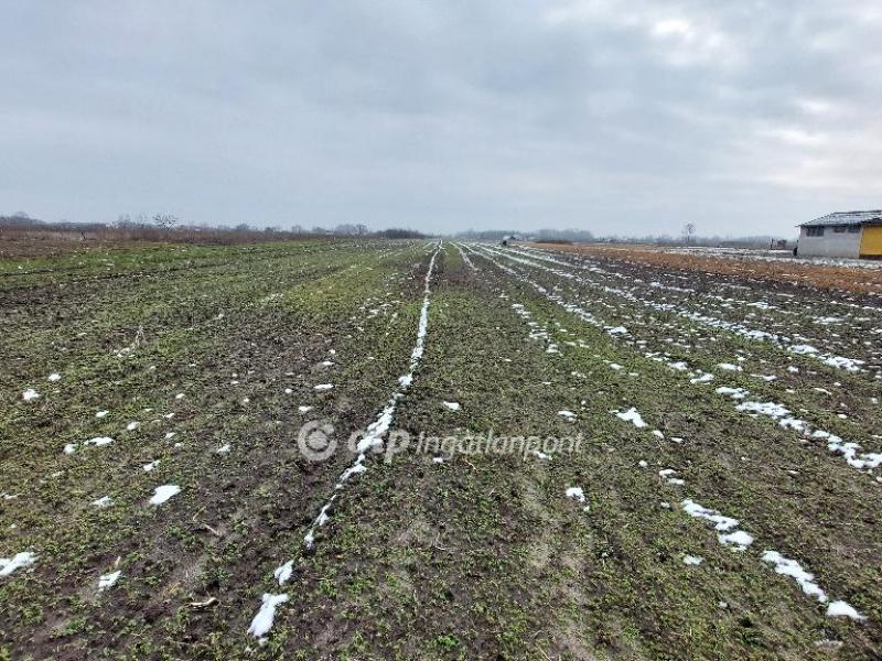 Eladó külterületi telek Tiszakécske