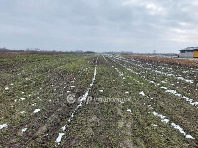 Eladó külterületi telek Tiszakécske