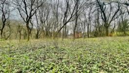 Eladó lakóövezeti telek Budapest