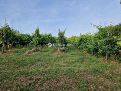 Eladó külterületi telek Szőlősgyörök