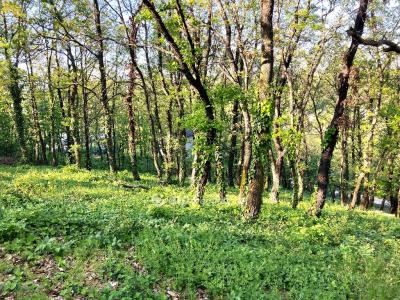 Eladó lakóövezeti telek Érd