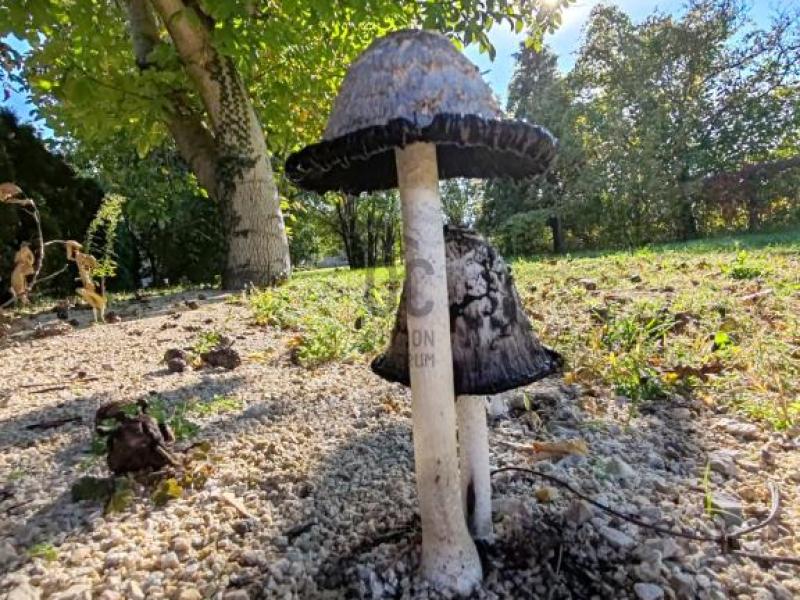 Eladó lakóövezeti telek Siófok