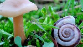 Eladó lakóövezeti telek Gödöllő