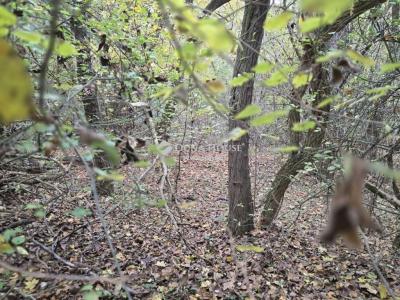 Eladó külterületi telek Pécs