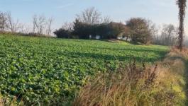 Eladó ház Csongrád