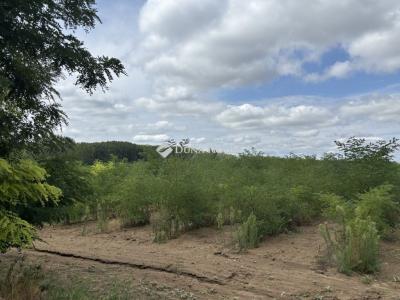 Eladó külterületi telek Monor