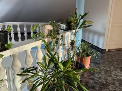 Eladó családi ház Budapest