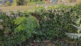 Eladó lakóövezeti telek Budapest