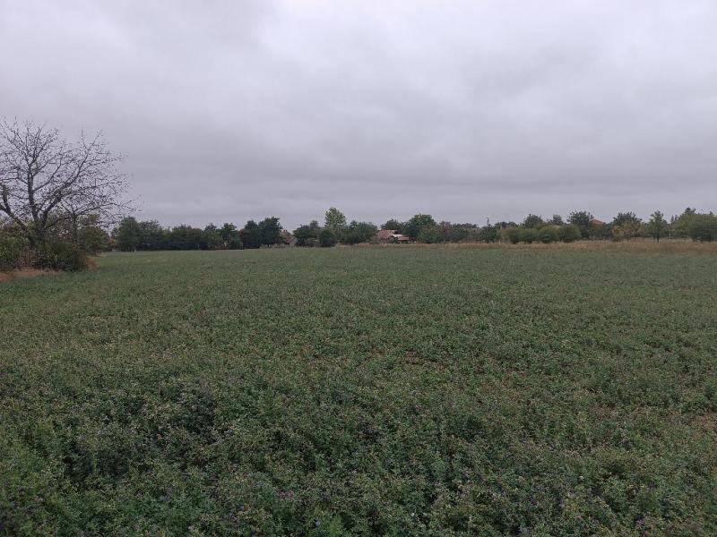 Eladó lakóövezeti telek Iváncsa