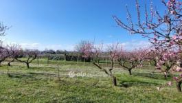 Eladó lakóövezeti telek Siófok