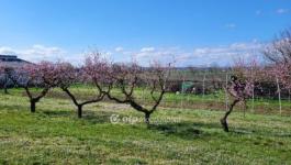 Eladó lakóövezeti telek Siófok