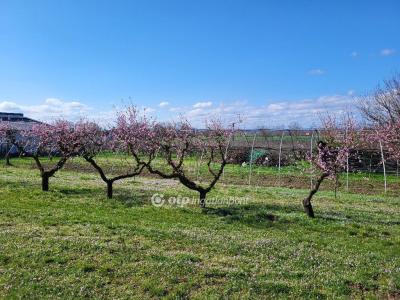 Eladó lakóövezeti telek Siófok