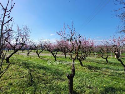Eladó lakóövezeti telek Siófok