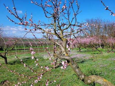 Eladó lakóövezeti telek Siófok
