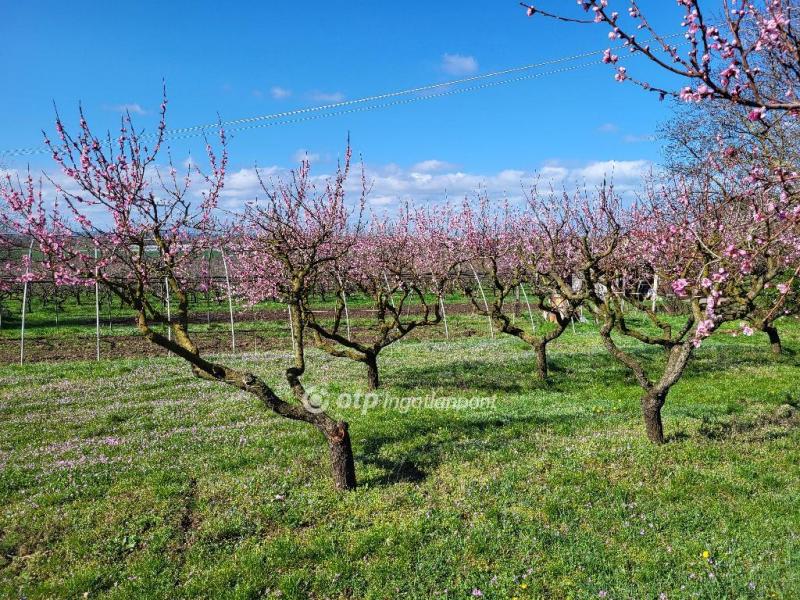 Eladó lakóövezeti telek Siófok