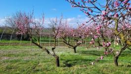 Eladó lakóövezeti telek Siófok