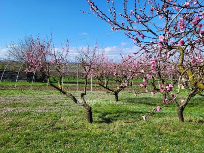 Eladó lakóövezeti telek Siófok