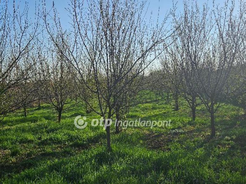 Eladó lakóövezeti telek Szilsárkány