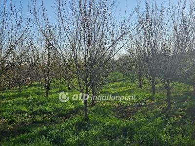 Eladó lakóövezeti telek Szilsárkány