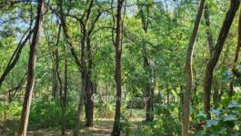 Eladó lakóövezeti telek Siófok