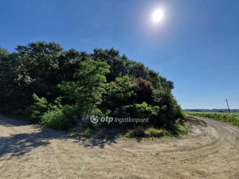 Eladó külterületi telek Hódmezővásárhely