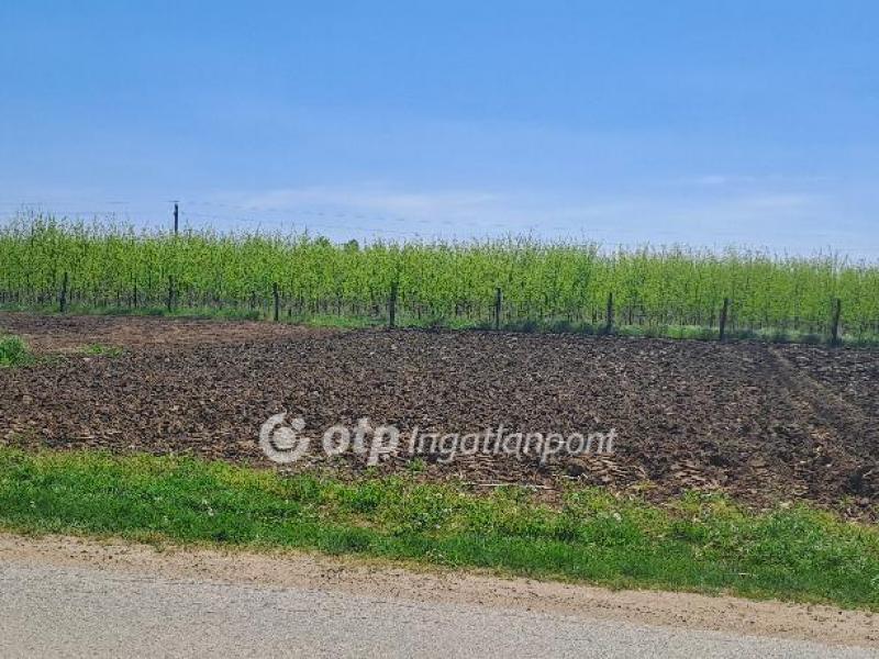 Eladó lakóövezeti telek Napkor