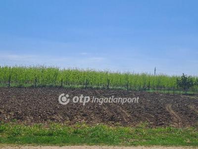 Eladó lakóövezeti telek Napkor