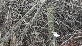 Eladó egyéb telek Szigetszentmiklós