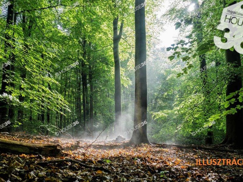 Eladó külterületi telek Kecskemét