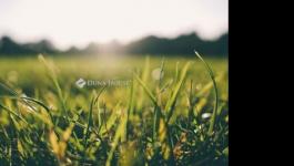 Eladó külterületi telek Gyömrő