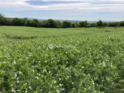 Eladó külterületi telek Mány
