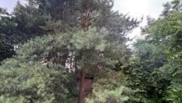 Eladó üdülőövezeti telek Monor