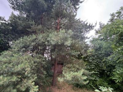 Eladó üdülőövezeti telek Monor