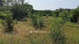 Eladó tanya Albertirsa