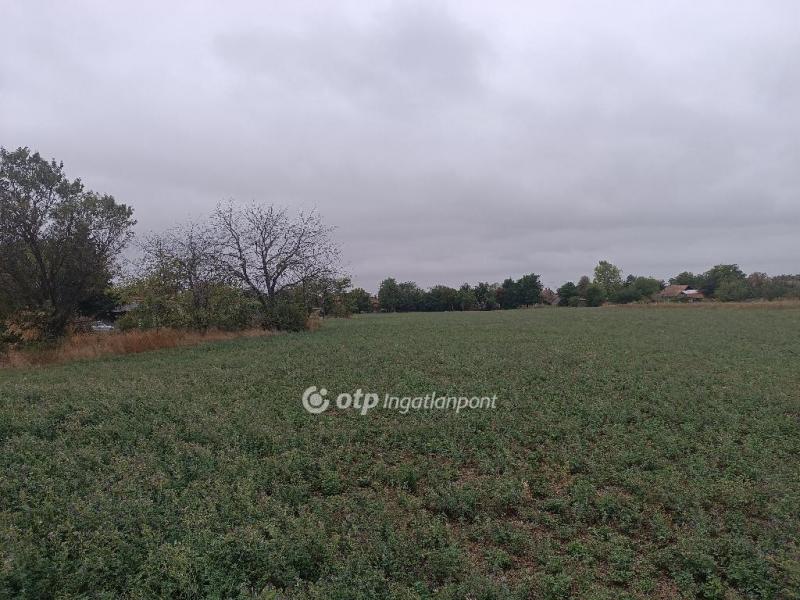 Eladó lakóövezeti telek Iváncsa