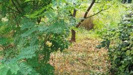 Eladó lakóövezeti telek Pécs