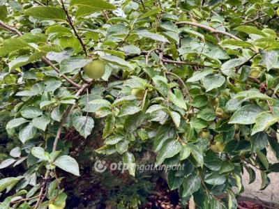 Eladó családi ház Budapest