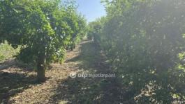 Eladó lakóövezeti telek Cegléd