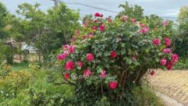 Eladó családi ház Pécs