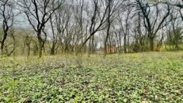 Eladó lakóövezeti telek Budapest