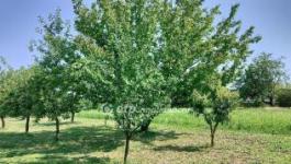 Eladó családi ház Szil