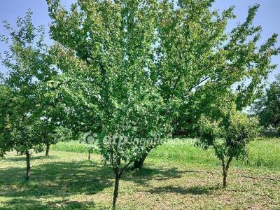 Eladó családi ház Szil